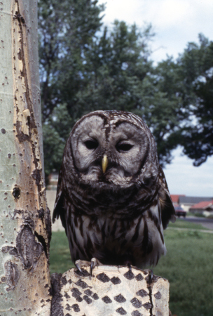 A Picture of a barred owl