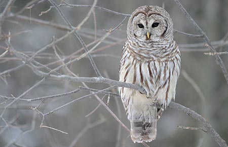 Photo of Barred Owl