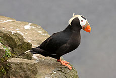 Photo of a tufted-puffin
