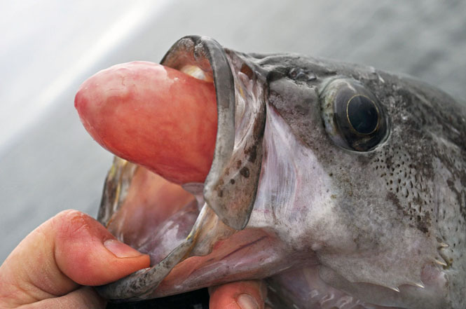 Department Outreach Aims to Help Anglers Conserve Rockfish  through Avoidance, Proper Deepwater Release  