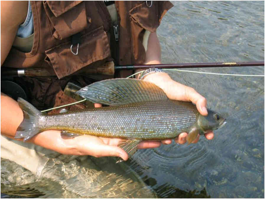 An angler shows off an Arctic grayling taken on a dry fly.