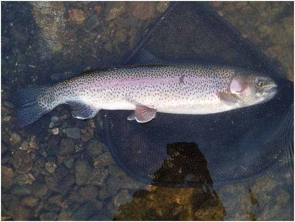 A rainbow trout caught on the Gulkana River about to be released.