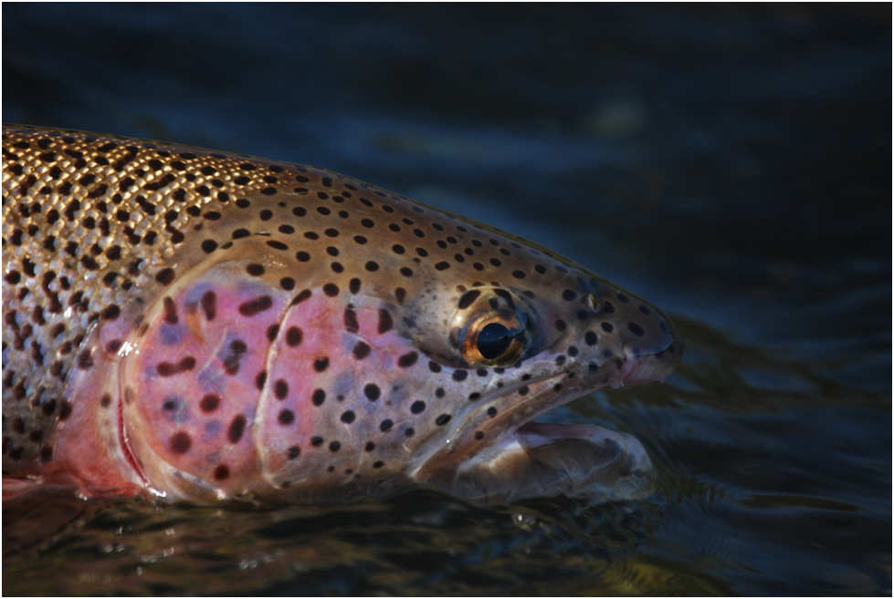 A Kisaralik rainbow trout showing off it’s colors.