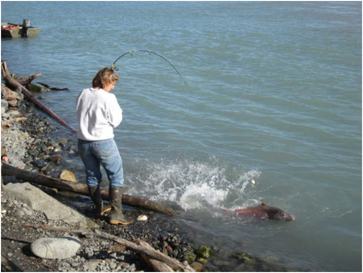 Landing a king salmon on the Klutina River.