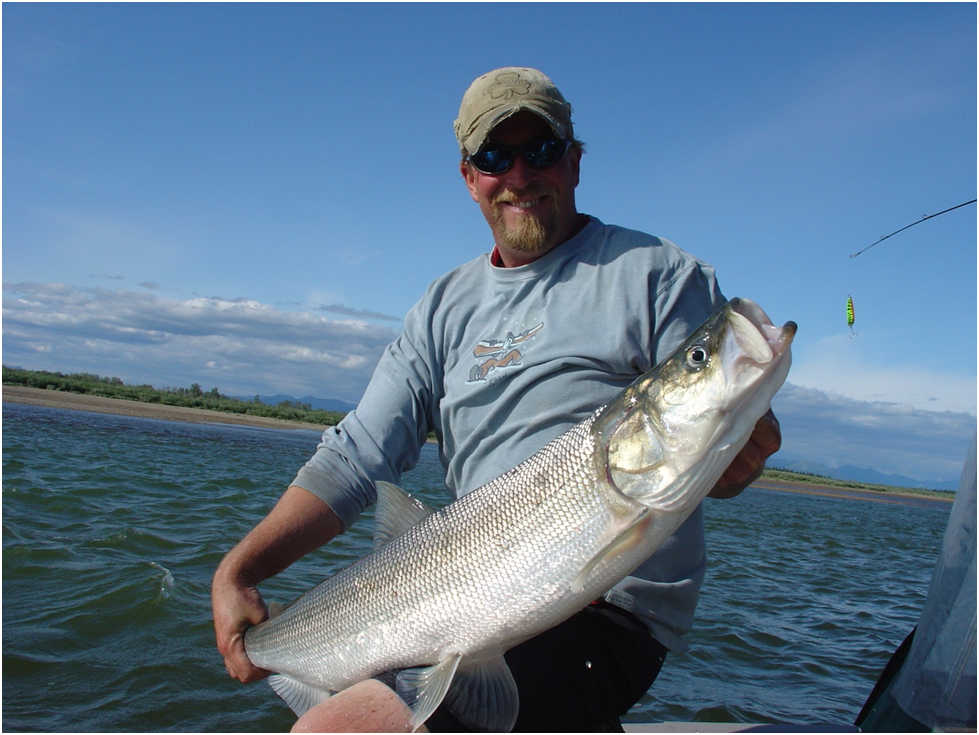 This happy angler has landed yet another large sheefish.