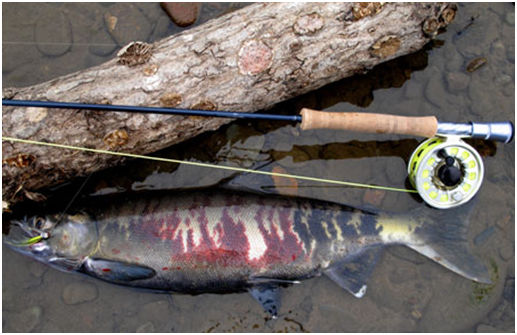 Chum salmon are abundant in the lower Noatak during July and August.