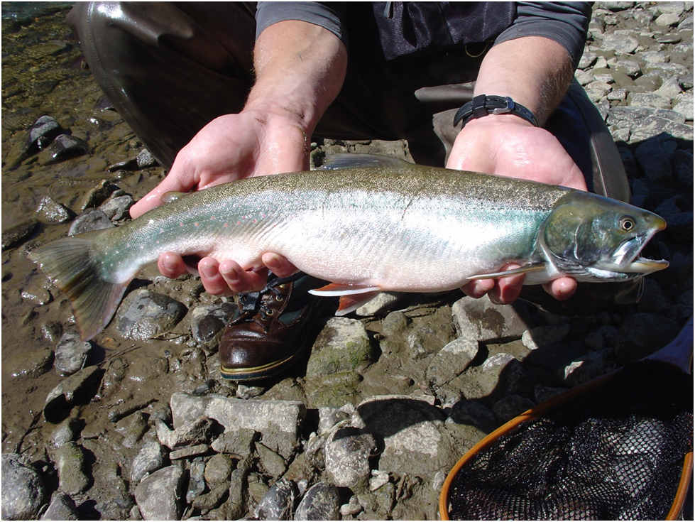 A nice Dolly Varden caught on the Tonsina River.