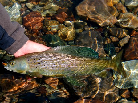 A nice Arctic grayling taken on a fly in upper Birch Creek.