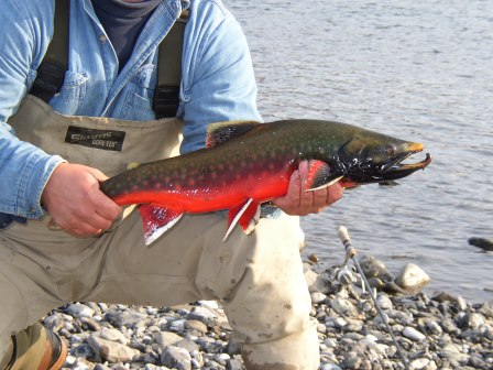 Dolly Varden caught in September on the North Slope are often displaying the bright spawning colors that gave them thier name.