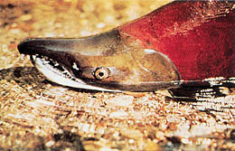 Picture of spawning Sockeye (Red) Salmon