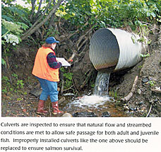 Picture of technician inspecting culverts