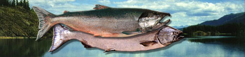Picture of Chinook (King, Tyee, Spring, Blackmouth) Salmon