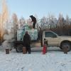 Fish Culturist II, Chuck Pratt, dips out Arctic char brood from a stocking truck to stock into Campbell Point Lake.