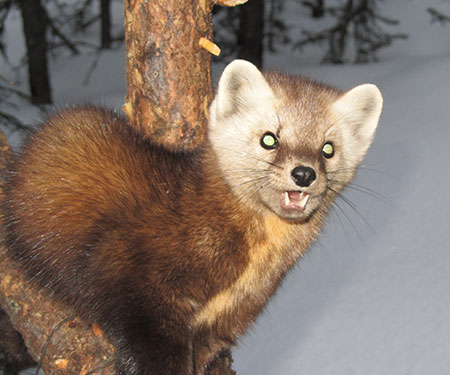 mink marten polecat Humane trap to catch sable muskrat and other