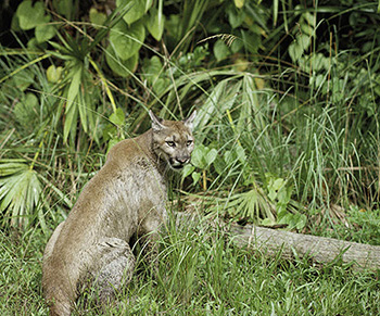 florida panther vs mountain lion