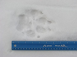 Alaska Animal Tracks