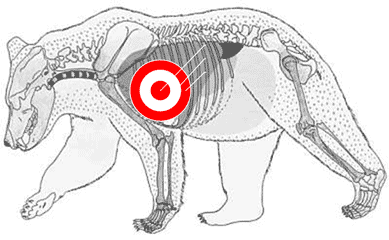 Sketch showing proper shot placement