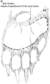 Sketch showing how to skin bear paws
