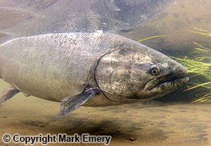 Chinook salmon swimming underwater