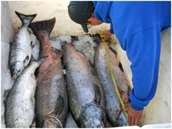 Measuring Chinook salmon.