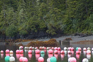 Aquatic Farming buoys near the shore
