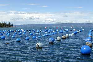 Buoys in the water