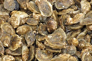 Oysters