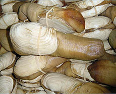Geoduck clams