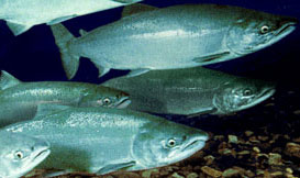 Salmon swimming underwater