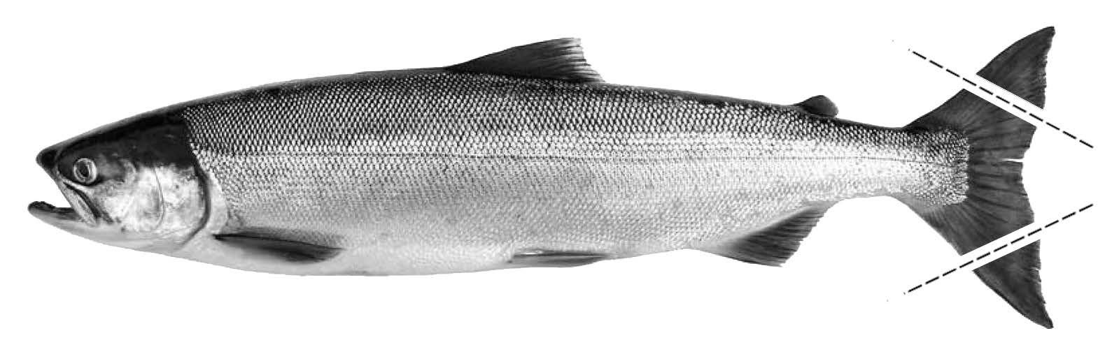 Fish diagram showing clipped tail