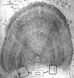 Magnified scale showing annulus extension into scale posterior