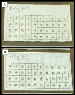 Example gummed card and acetate.