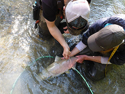 Two ADF&G employees extracting scales from a salmon.