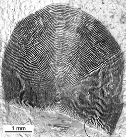 Magnified scale collected from a 633 mm male Chinook salmon