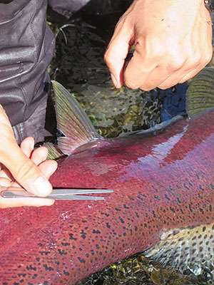 ADF&G employee extracting scales from a salmon with tweezers.