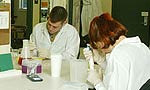 DNA is extracted by lab workers