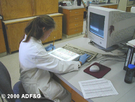 Lab worker scoring gels