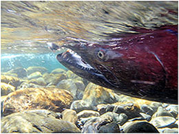 Underwater photo of a Chinook salmon in a stream