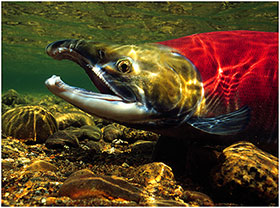 Underwater photo of a sockeye salmon in a stream