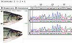 Sequencing software results