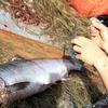 When king salmon are caught gillnetters collect scale samples, 
which are used to determine the age of the fish.
