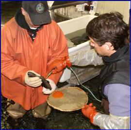 Workers remove rainbow trout eggs.