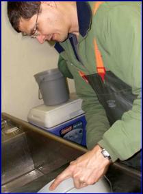 A worker fertilizes rainbow trout eggs.