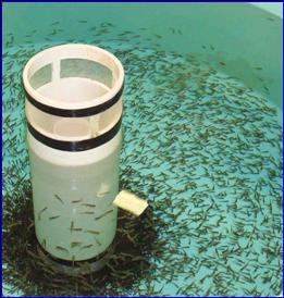 Trout fry in a rearing tank.