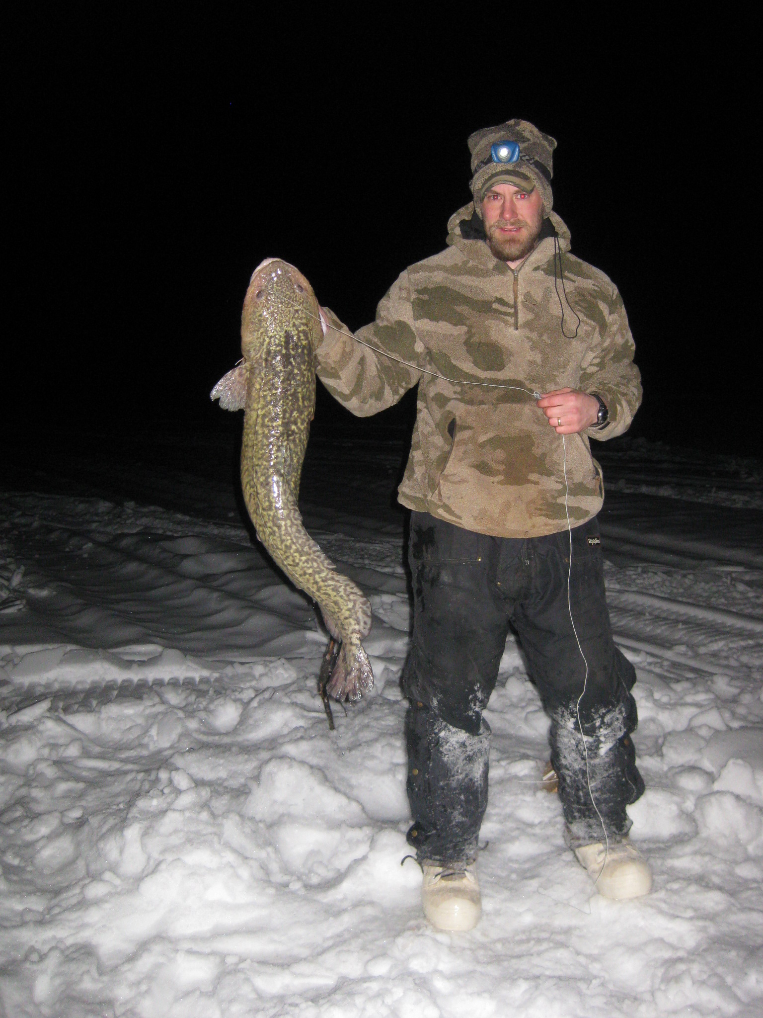 Burbot