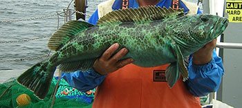 Green Rockfish??