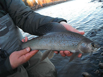 Fishing in Interior Alaska