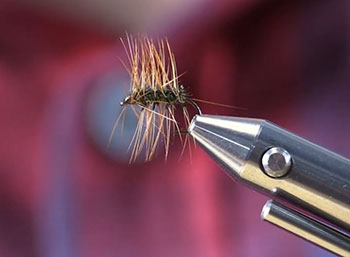 Crackleback fly