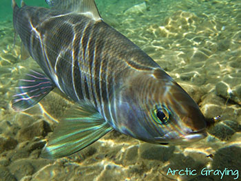 Arctic grayling