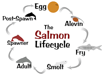 Salmon lifecycle